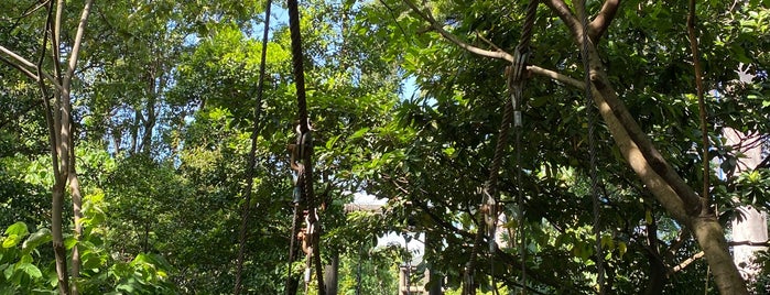 Bukit Nanas Forest Reserve is one of Malay.