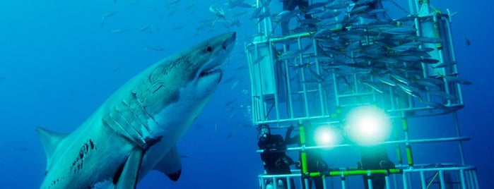 Shark Discovery - White Shark Cage Diving is one of Cape town.