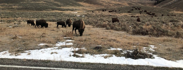 Lamar Valley, Yellowstone National Park is one of Lugares favoritos de Ispi.