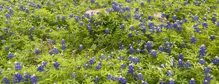 Addison, TX is one of Ray'ın Beğendiği Mekanlar.