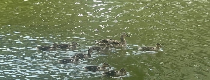Addison Les Lacs Duck Pond is one of Adam 님이 좋아한 장소.