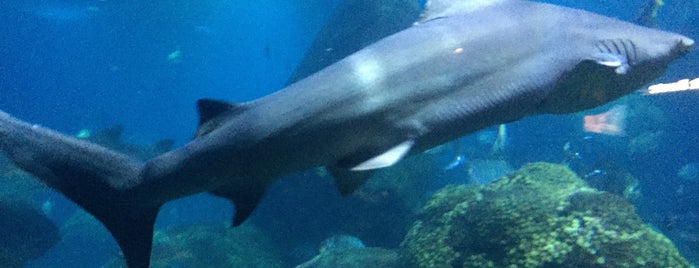 Tennessee Aquarium is one of Tempat yang Disukai Patrice M.