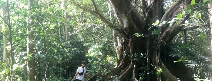 Les Cascades de Didier is one of Martinique.