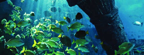 The Lost Chambers Aquarium is one of Best of Dubai with Family.