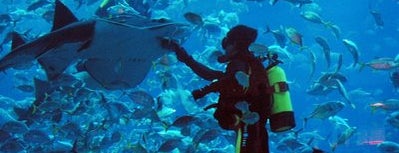 Dubai Aquarium is one of Best of Dubai with Family.