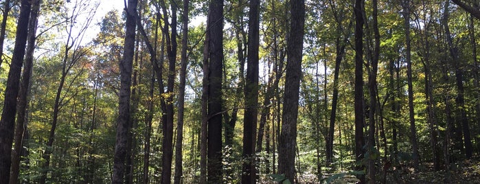 O'Bannon Woods State Park is one of Indiana State Parks and Reservoirs.