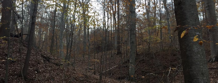 Morgan Monroe State Forest is one of Indianapolis.