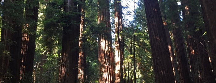 Muir Woods National Monument is one of Lugares favoritos de Patrick.
