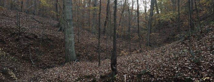 Morgan Monroe State Forest is one of Indiana Adventure Spots.