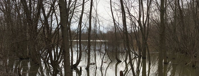 The Wilma H Schiermeier Olentangy River Wetland Research Park is one of Ohio.