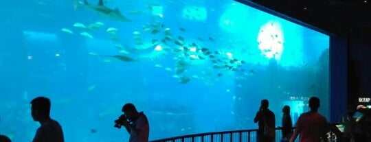 S.E.A. Aquarium is one of Singapore 5 Hours: Amuse the kids.