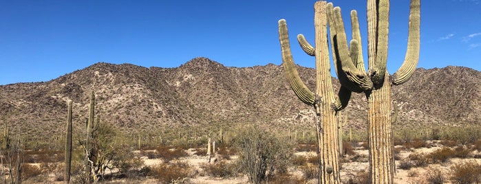 Sonoran Desert National Monument is one of Phoenix Metro.