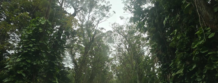 Tunnel of Trees is one of Tempat yang Disukai eric.