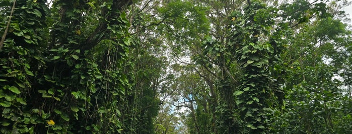 Tunnel of Trees is one of TRIP-HI_Kauai.