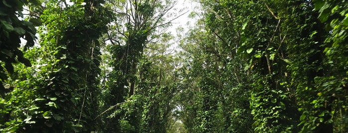 Tunnel of Trees is one of Kauai.