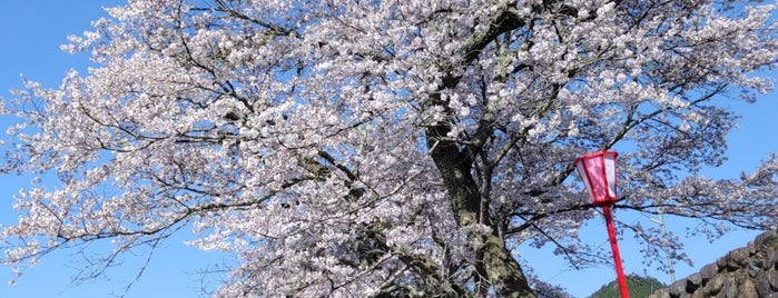美甘宿場桜 is one of 中国地方：岡山県.