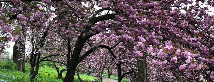 Central Park Cherry Blossoms is one of Lieux qui ont plu à Valerie.