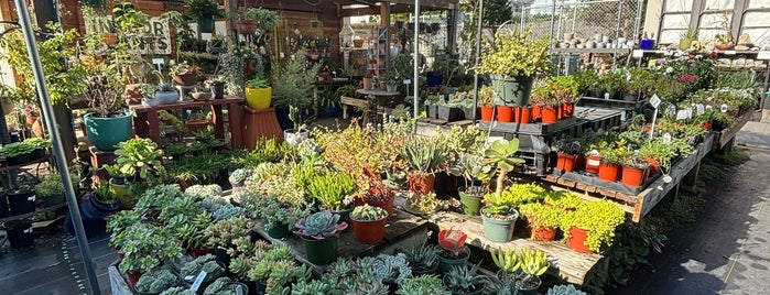 Yamaguchi Bonsai Nursery is one of Plants (LA).