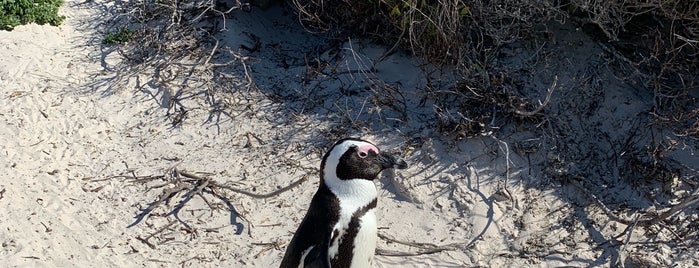 Boulders Beach Penguin Colony is one of สถานที่ที่ Stacy ถูกใจ.