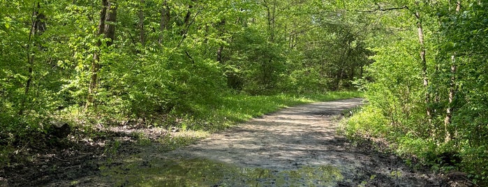 Swallow Cliff Woods is one of Cook County Woods.