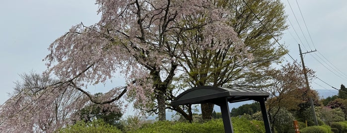 Fuji Reien is one of All-time favorites in Japan.