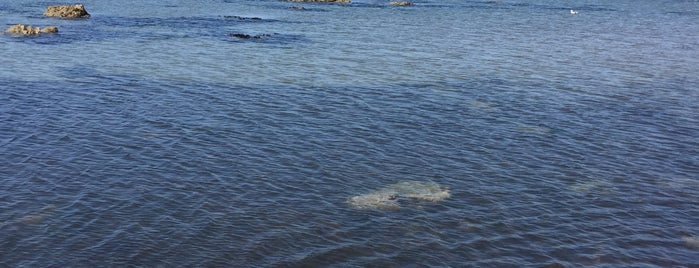 Seaton Beach is one of Dog Walks.