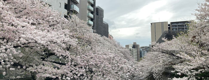 神田川桜並木 is one of Sakura.