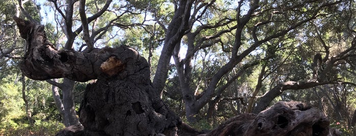 Los Osos Oaks State Natural Reserve is one of ericさんのお気に入りスポット.