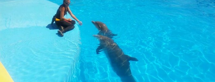 Marineland is one of Best of the French Riviera.