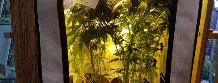 Paradise Seeds Flagship Store is one of Am..