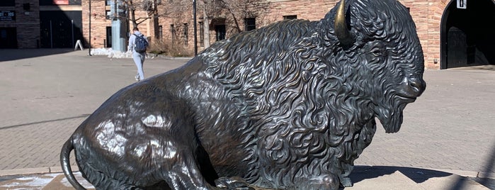 Ralphie The Buffalo is one of University of Colorado, Boulder Campus Tour.