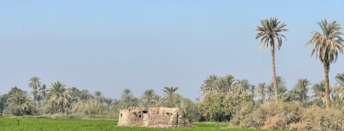 Al Faiyum is one of Orte, die BGA gefallen.