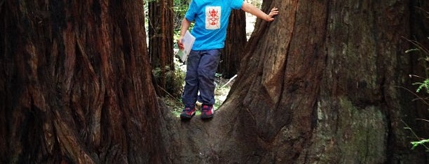 Armstrong Redwoods State Natural Reserve is one of @IkeTheTerrier Approved Dog Friendly Spots!.