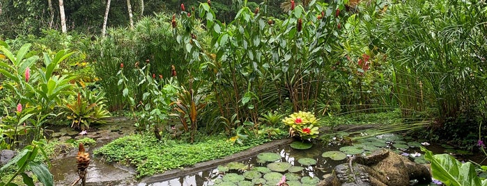 Blue Hibiscus is one of Tempat yang Disukai Stephen.