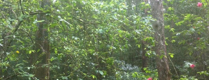 Mount Warning Rainforest Park is one of Lugares favoritos de rebecca.