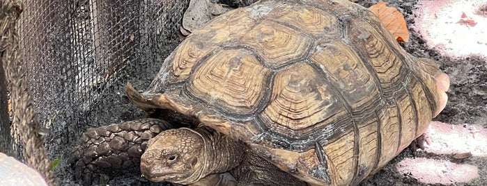 Everglades Wonder Gardens is one of Our SWFL go-to.