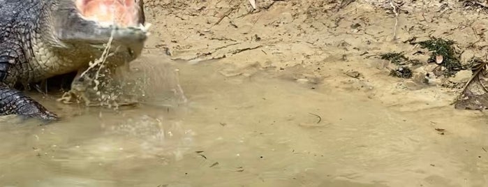 Hartley's Crocodile Adventures is one of Pacific Trip.