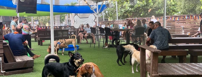 Dog Bar Saint Pete is one of Julieta’s scene.