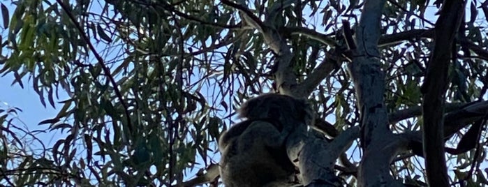 Kafe Koala is one of Syd - Melb.