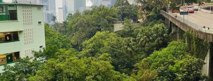 Hong Kong Zoological and Botanical Gardens is one of Гонконг.