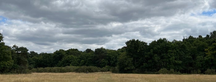 Burnham Beeches is one of London.