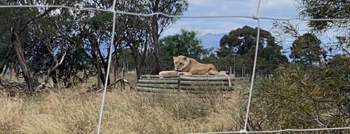 Drakenstein Lion Park is one of Cape town.