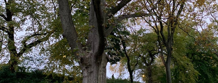 Oldest Tree in Central Park is one of Aleksey'in Beğendiği Mekanlar.