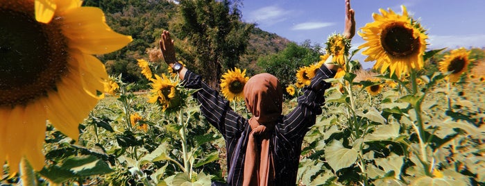 Sunflower Field is one of Lopburi.