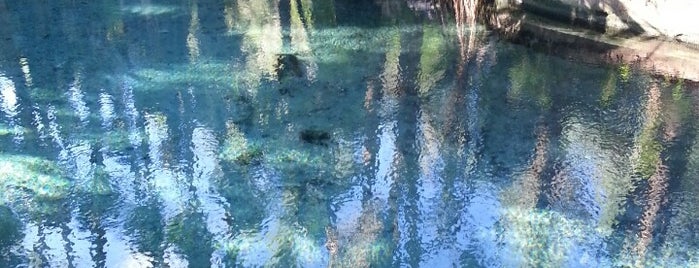 Mataranka Thermal Pool is one of Northern Territory / Australien.