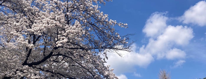 Hitotsubashi University is one of 国立・立川・府中周辺.