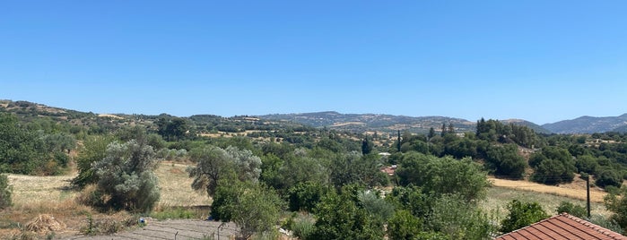 Tsangarides Winery is one of Cyprus Wineries.