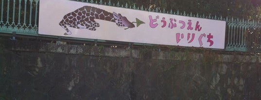 Kyoto City Zoo is one of Kyoto_Sanpo.