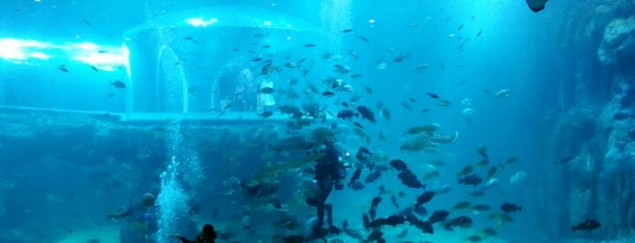 Aqua Planet Yeosu is one of Je-Lyoungさんのお気に入りスポット.