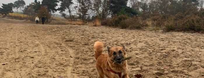 Grenspark de Zoom-Kalmthoutse Heide is one of Nationale parken in Nederland.